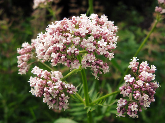 Valerian (Valeriana officinalis) – 100+ Seeds | Perennial Herb, Calming & Catnip Alternative | USA Grown