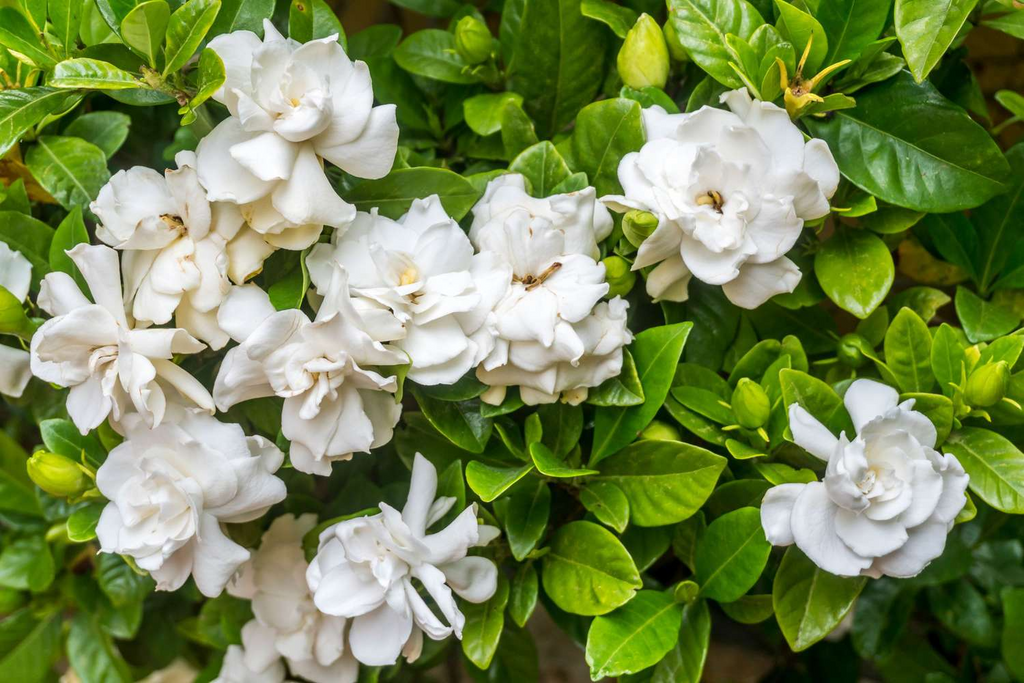 12 Unrooted Cuttings Old Southern Gardenia, 63-Year-Old Plant, Fragrant Flowers, Ideal for Propagation, Grow Your Own Gardenia Plant