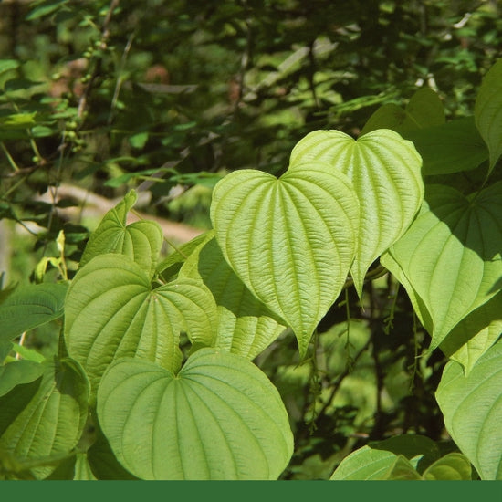 3 Wild Yam Plants - Bare Root Dioscorea | Perennial Organic Vine | Hardy Wildflower for Gardens & Natural Landscaping