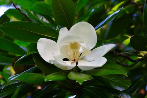 Southern Magnolia Cuttings - 8 Woody Stems for Rooting, Heirloom Tree, Fragrant White Blooms, Evergreen Foliage, Zones 6-10, Easy to Grow