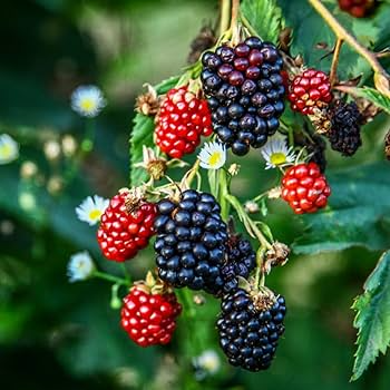 5 Triple Crown Blackberry Plants - Thornless Variety | Live Starter Plants | Sweet Edible Fruit Bushes for Gardens and Orchards
