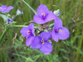 100 Tradescantia occidentalis Seeds | Western Spiderwort | Native Perennial Wildflower for Prairie Gardens & Pollinators