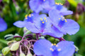 12 Virginia Spiderwort Tradescantia unrooted Cuttings | Native Flower Plant Stem | Easy Grow Blue Wildflower Garden Perennial Propagation