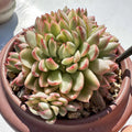 Echeveria Mebina Variegata – Rare Variegated Succulent Plant | Bare Root Live 2-3" | Easy Care Colorful Indoor Outdoor Cactus