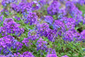 Live Homestead Purple Verbena Plant - Verbena canadensis - Perennial Groundcover in 1 Pint Pot - Long-Blooming Purple Flowers