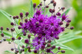 Vernonia Angustifolia Seeds (100) Narrowleaf Ironweed – Native Perennial Wildflower, Purple Blooms, Pollinator Plant