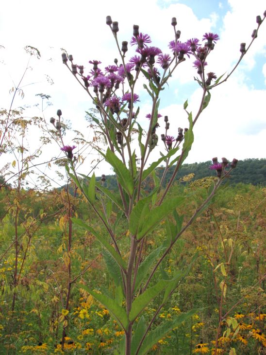 100 Vernonia noveboracensis Seeds | New York Ironweed | Native Perennial Wildflower | Pollinator-Friendly Meadow & Garden Plant