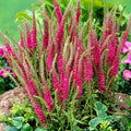 Live Red Fox Speedwell Plant - Veronica spicata - Perennial in 1 Pint Pot - Bright Pink Spikes for Borders, Pollinators & Containers