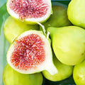 Verte Fig Tree Cuttings (Unrooted) – Ficus carica Green Fig Variety – Fresh Scion Wood for Rooting, Propagation & Grafting