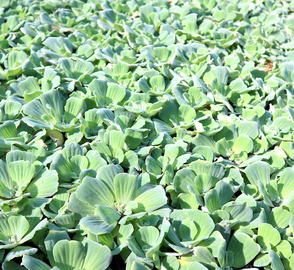 Water Hyacinth & Water Lettuce Plants Bundle - 5 Medium Floating Pond Plants - Eichhornia crassipes & Pistia stratiotes