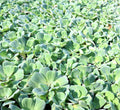 Water Hyacinth & Water Lettuce Plants Bundle - 5 Medium Floating Pond Plants - Eichhornia crassipes & Pistia stratiotes