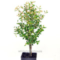 Dwarf Pomegranate Bonsai Tree - Punica granatum nana - Miniature Indoor Plant for Home & Garden Decoration