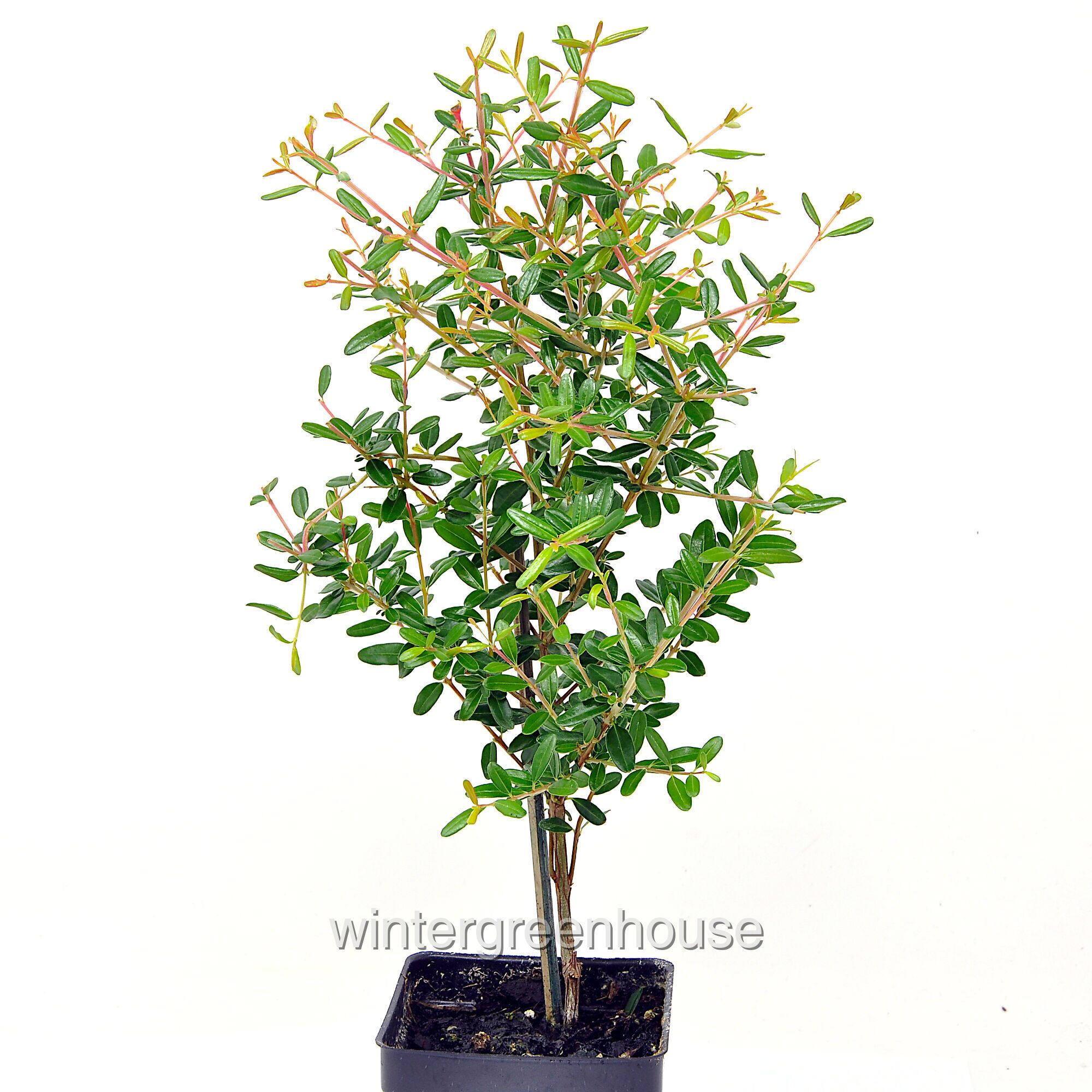Dwarf Pomegranate Bonsai Tree - Punica granatum nana - Miniature Indoor Plant for Home & Garden Decoration
