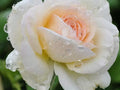 Super Rare White Eden Rose Cuttings – 3 Unrooted Cuttings for Rooting or Grafting | Rosa ‘White Eden’ Climbing Rose