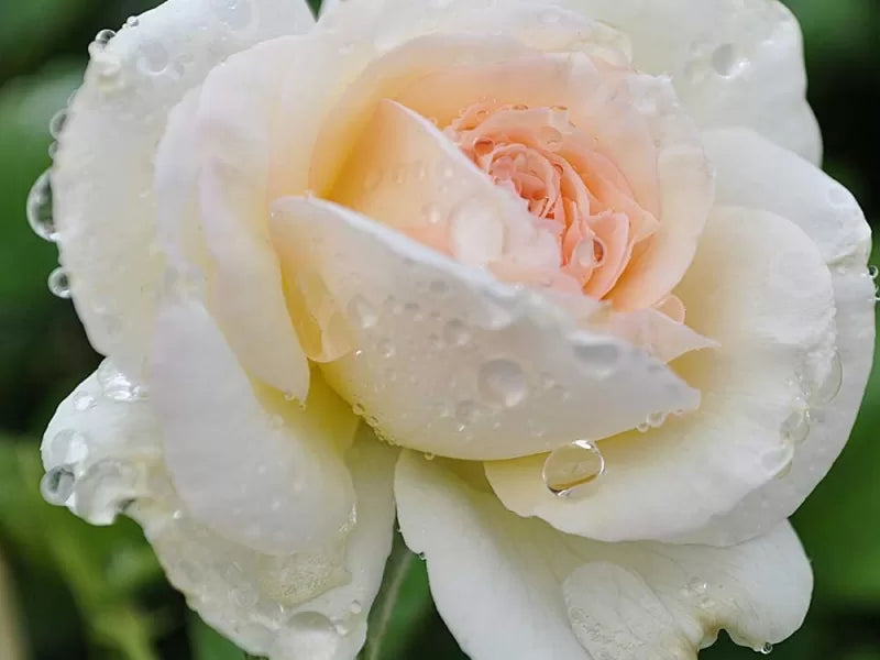 Super Rare White Eden Rose Cuttings – 3 Unrooted Cuttings for Rooting or Grafting | Rosa ‘White Eden’ Climbing Rose