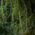 Rhipsalis sp. ‘Porto Alegre’ Cuttings – Epiphytic Cactus, 5 Unrooted Live Cuttings 4 Inches Long
