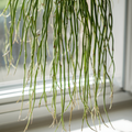 Rhipsalis Cassutha Cuttings - 5 Pack - Selby Botanical Gardens - Epiphytic Cactus - Easy to Root - Tropical Plant