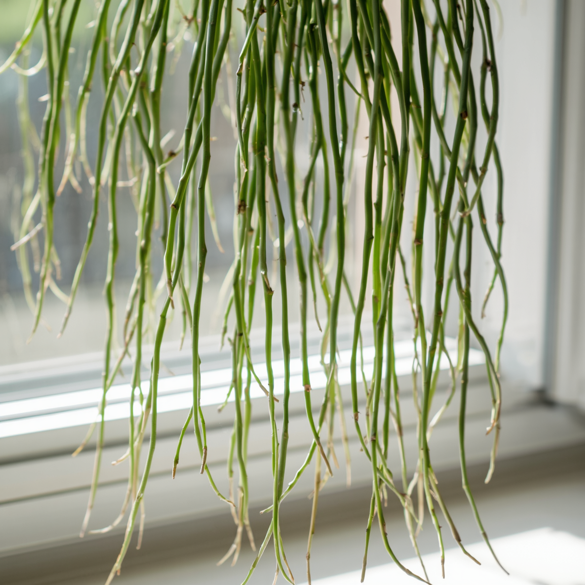 Rhipsalis Cassutha Cuttings - 5 Pack - Selby Botanical Gardens - Epiphytic Cactus - Easy to Root - Tropical Plant