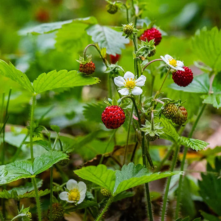 10 Wild Strawberry Plants Bare Root – Fragaria vesca Rhizomes, Perennial Ground Cover, Edible Berries, Live Garden Starter