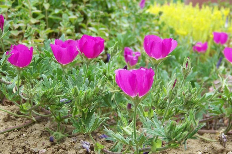 Callirhoe involucrata Seeds – Purple Poppy Mallow | Native Groundcover Wildflower | Drought Tolerant | 15 Seeds